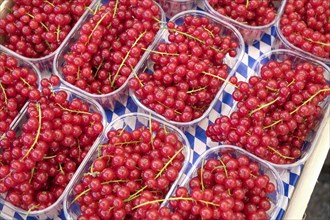 Red currants at farmers market