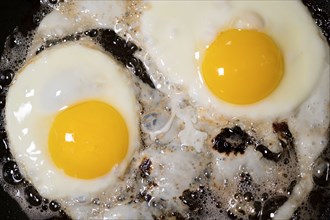 Close-up of two sunny side eggs cooking in bacon grease in frying pan