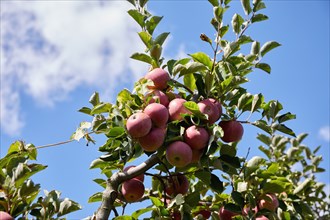 Low angle view of ripe apples on tree branch