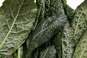 Close-up of green kale leaves