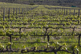 Rows of vines growing in vineyard