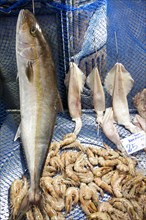 Fish and shrimp at fish market
