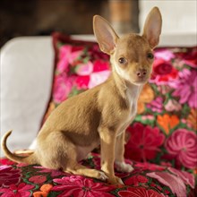 Chihuahua puppy sitting on floral pillow