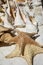 Starfish and sea shells on display