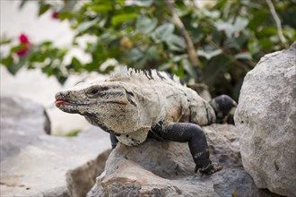 Iguana sitting on rock and warming itself in sunlight