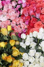 Selection of multi-colored roses arranged in bouquets