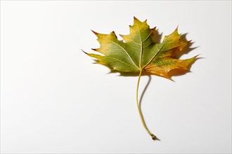 Maple leaf in autumn colors