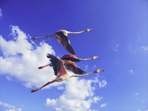 Three flamingos in flight