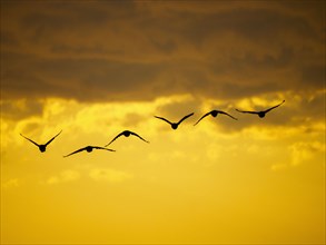 Flock of birds flying against moody sky