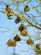 Yellow bird and its nests hanging on tree