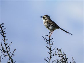 Small bird perching on branch