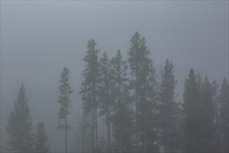Silhouette of trees in fog