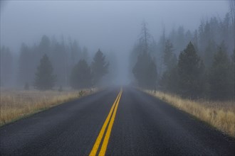 Double yellow lined highway leads into foggy forest