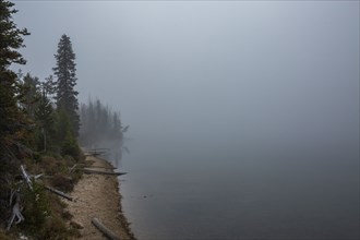 Trees along lake in fog