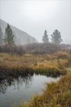 Pond in grassy valley in fog