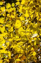 Yellow leaves in tree at autumn