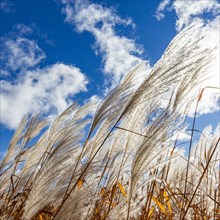 Pampas Grasses and blue sky on a fall afternoon