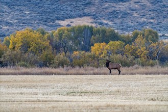 Bull Elk looks across cut field