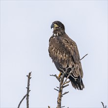 Immature bald eagle sits in treetop