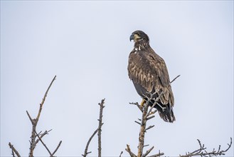 Immature bald eagle sits in treetop