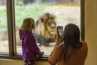 Mother and daughter photographing African Lion at Boise Zoo