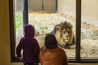 Mother and daughter looking at African Lion at Boise Zoo