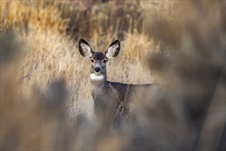 Female mule deer looking at camera