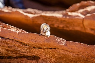 Wild chipmunk on rocks