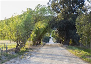 Country road and green foliage
