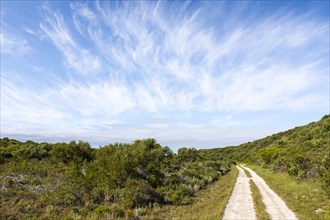 Dirt road and green foliage under blue sky