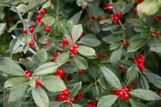 Close-up of holly berries on bush