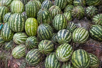 Heap of striped melons for sale