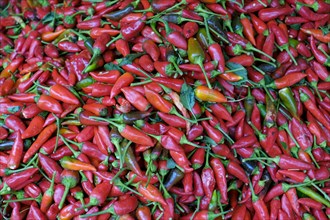 Heap of red hot chili peppers
