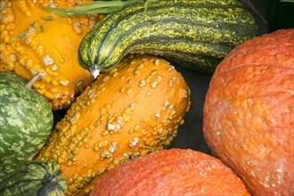 Close up of autumn pumpkins and gourds