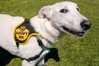 Rescue dog wearing adoption tag