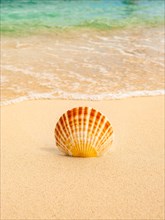 Sea shell on tropical beach