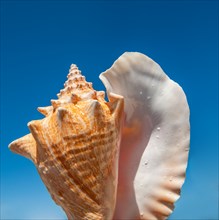 Tropical sea shell against clear sky