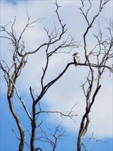 Kookaburra perching in dead tree