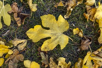 Autumn fig leaves lying on ground