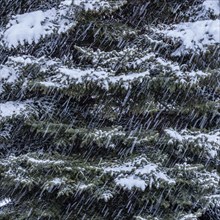 Fresh snow falling on pine trees