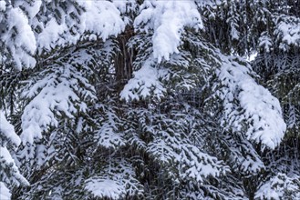 Fresh snow on pine trees