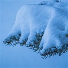 Detail of fresh snow on pine tree