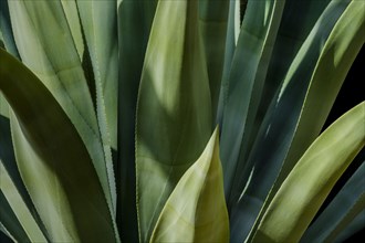 Close-up of agave plant