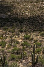 USA, Wyoming, Cacti growing in desert landscape