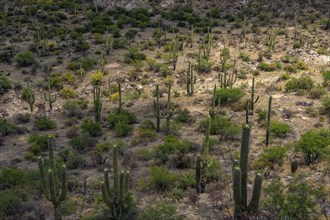 Cacti growing in desert landscape