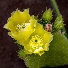 Close-up of blooming prickly pear cactus