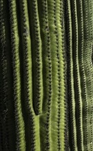 Close-up of green cactus with rows on thorns