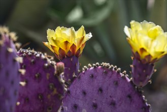 Close-up of blooming prickly pear cactus