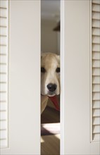 Labrador retriever puppy peeking through doors