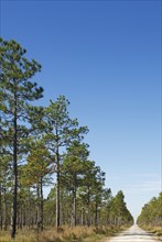Tall pine trees and footpath on sunny day